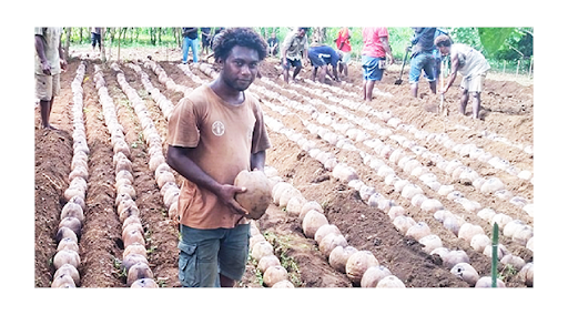 Coconut rehab underway in West Kwaio