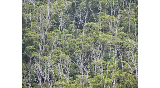 Conservation and restoration of Tubi forest in the Solomon Islands