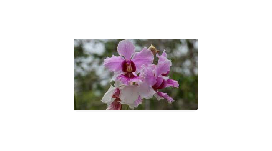 Consider SIs orchids as an export commodity