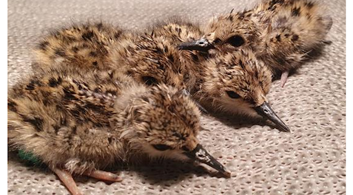 Eighteen kaki chicks hatch over three days