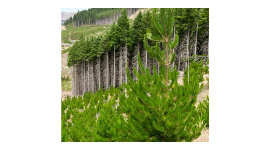 Reforestation in the Solomon Islands