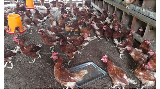 SAN ISIDRO CARE CENTRE IS DOUBLING EGG PRODUCTION FROM ITS POULTRY UNIT TO SUPPORT UPKEEP